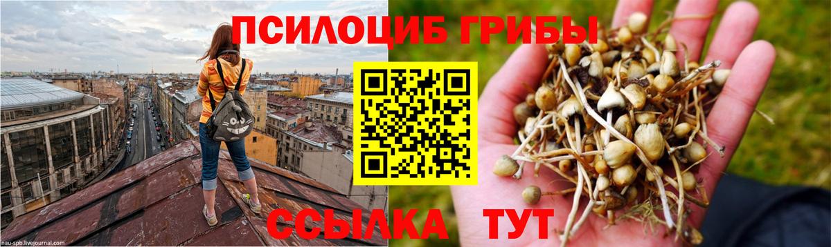Нарткала  Псилоцибиновые грибы Cubensis  Псилоцибиновые грибы Psilocybine cubensis  Вход с VPN 